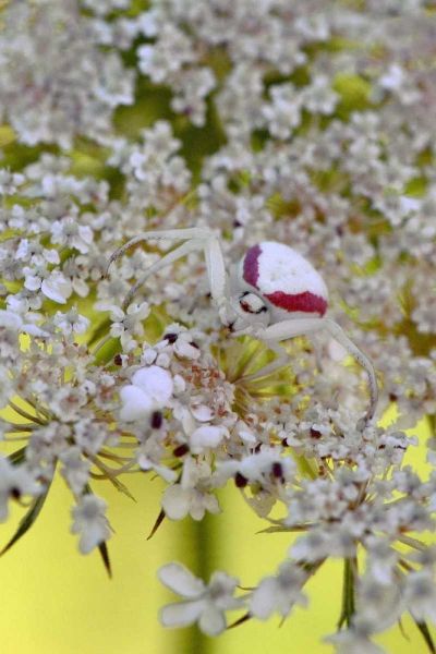 USA, Oregon Crab spider on wild carrot bloom